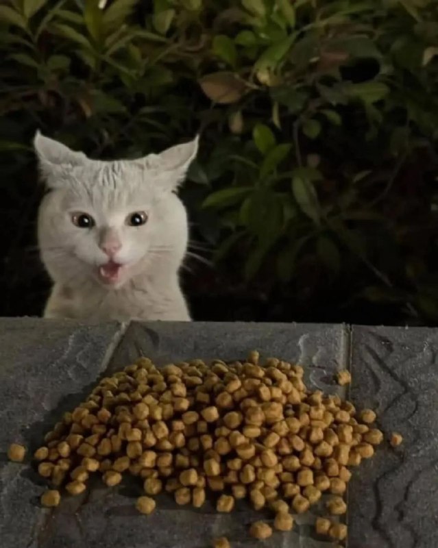 Уличный кот удивляется корму