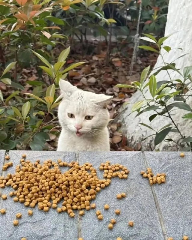 Уличный кот удивляется корму