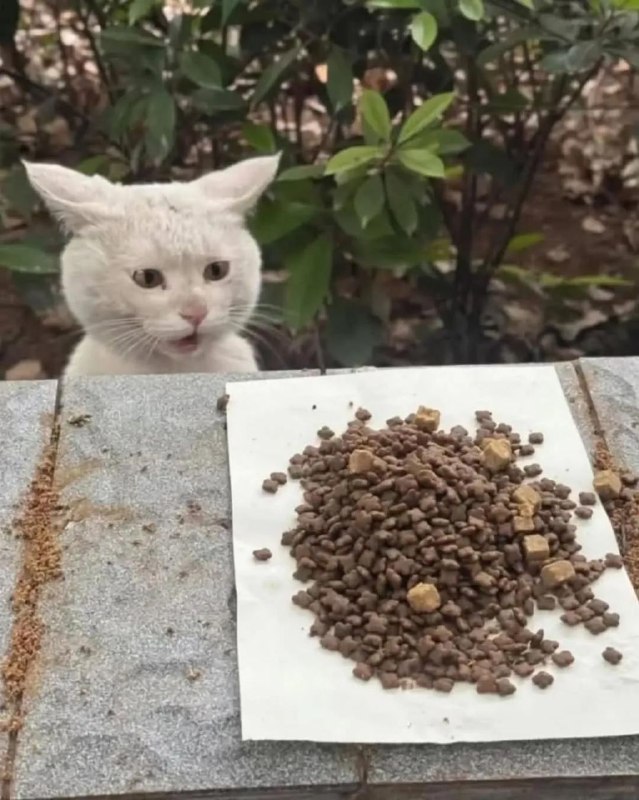 Уличный кот удивляется корму