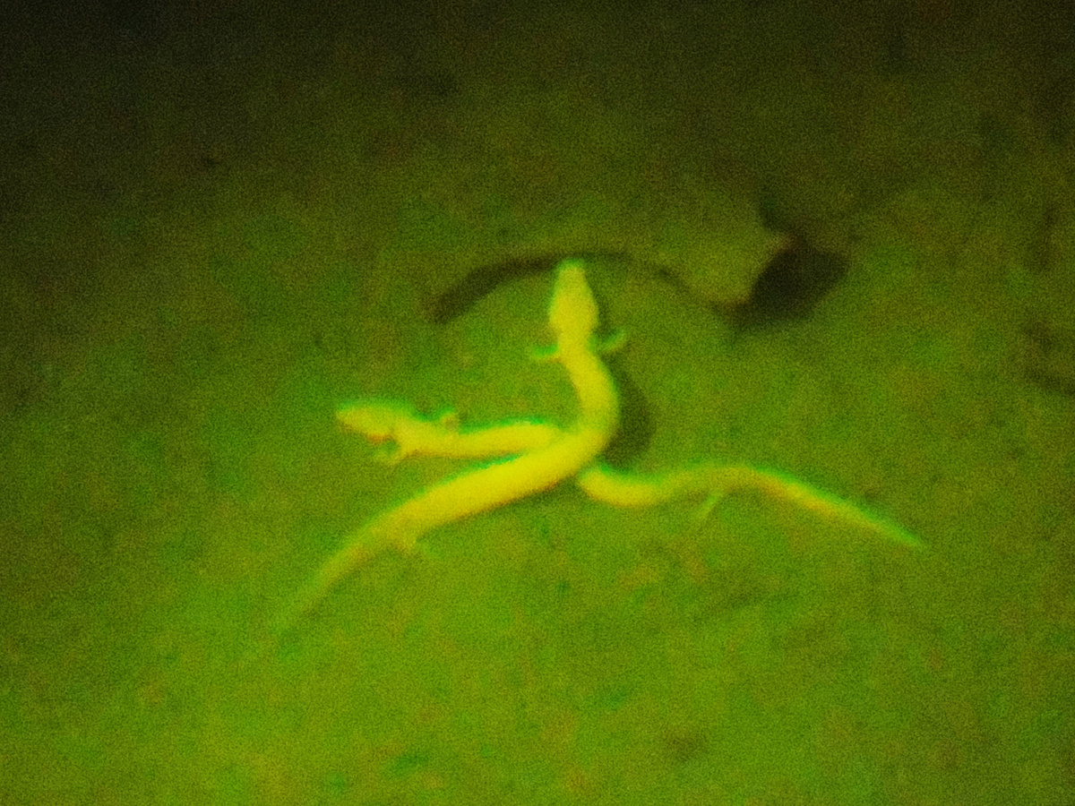 Протей: подземные воды — его мрачный дом