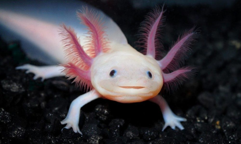 Протей: подземные воды — его мрачный дом