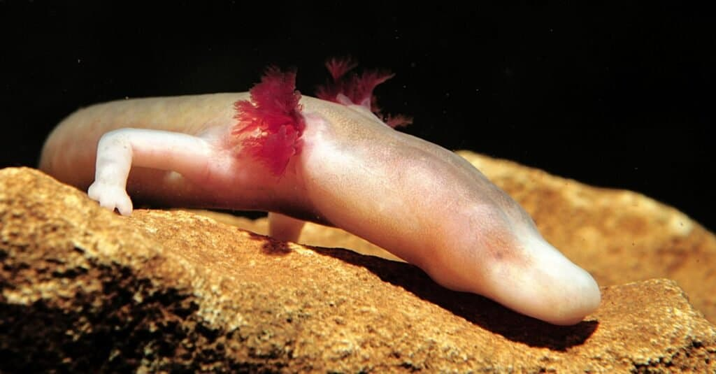 Протей: подземные воды — его мрачный дом