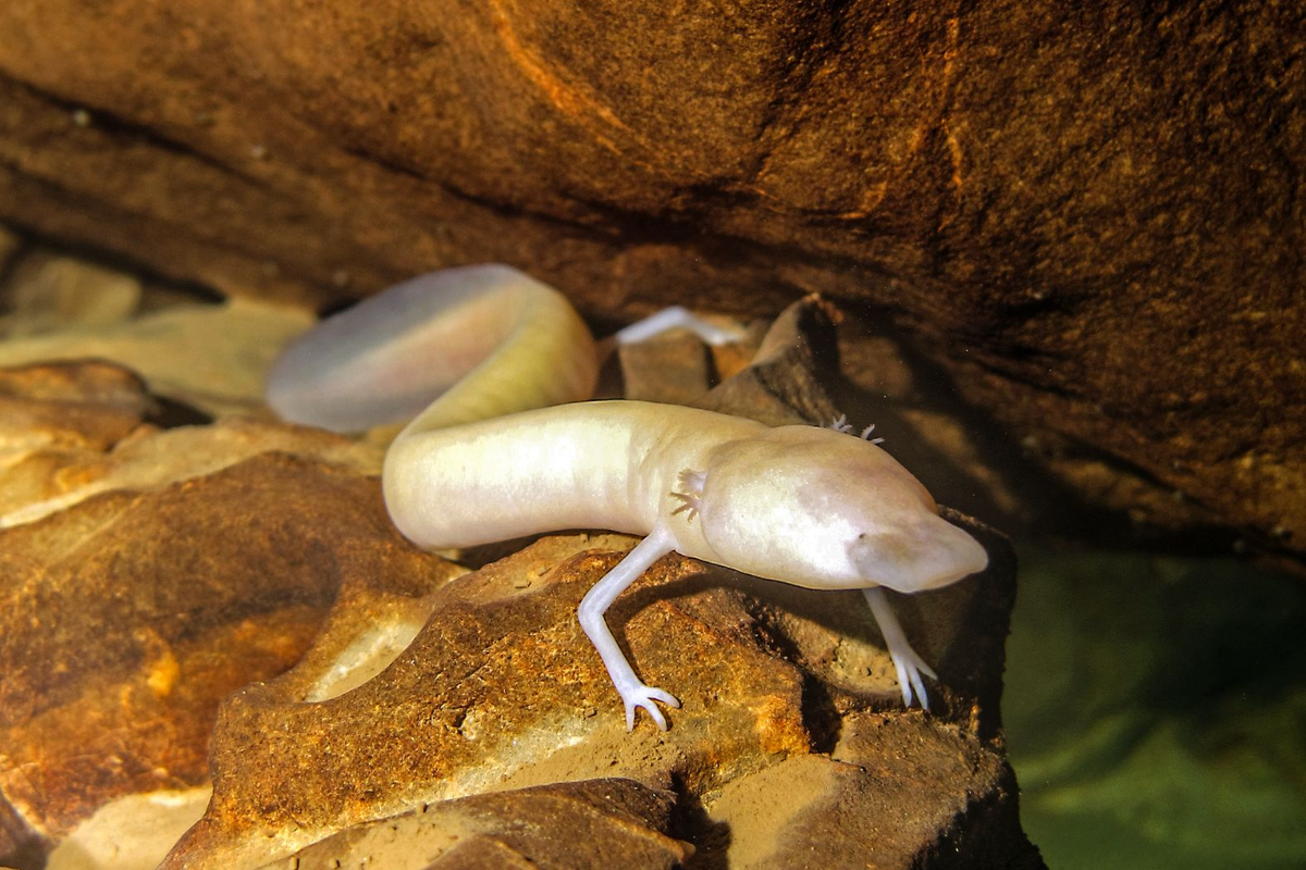 Протей: подземные воды — его мрачный дом