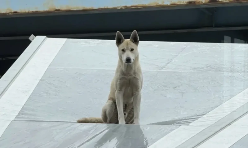 Пса сбросили с моста, и он приземлился на крышу винокурни