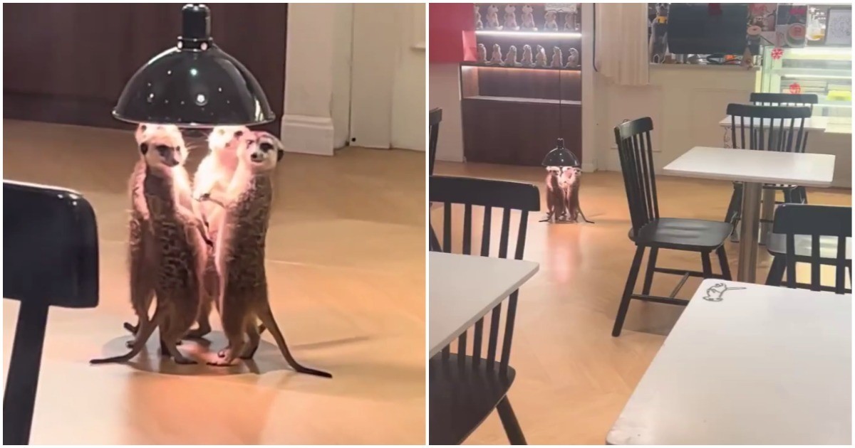 Сурикаты греются под лампой