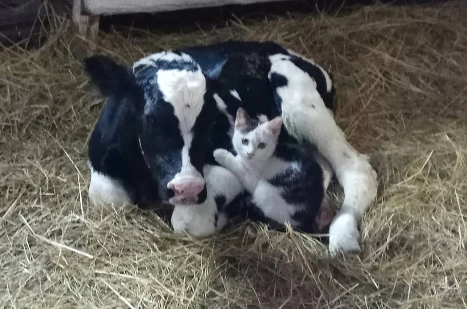 5. Родство душ