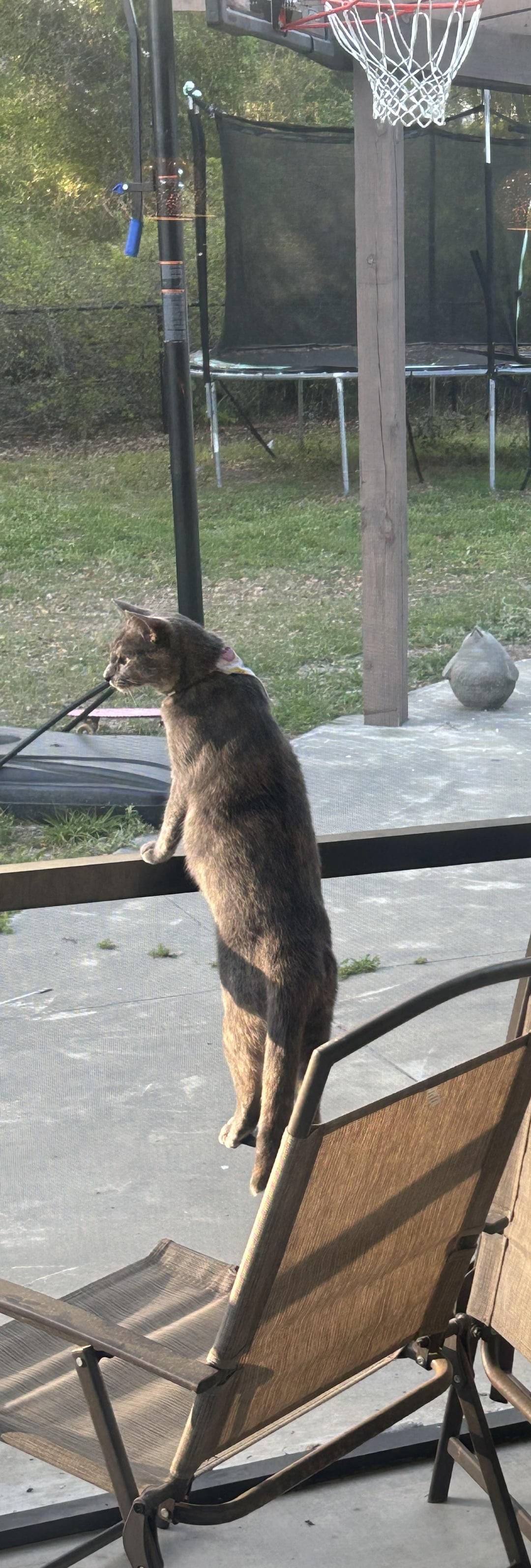 4. Кот стоит или парит?