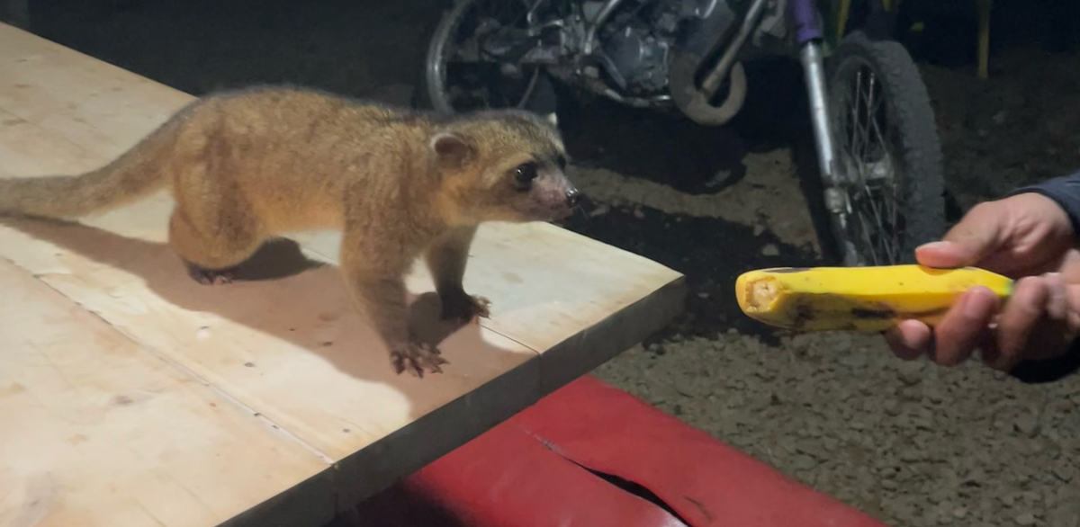 Олингито: енот, который решил стать обезьяной