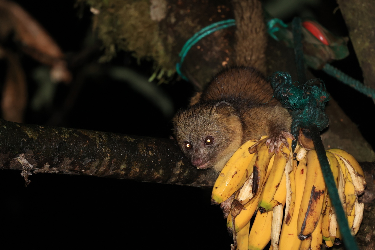 Олингито: енот, который решил стать обезьяной