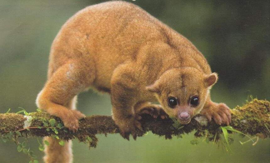 Олингито: енот, который решил стать обезьяной