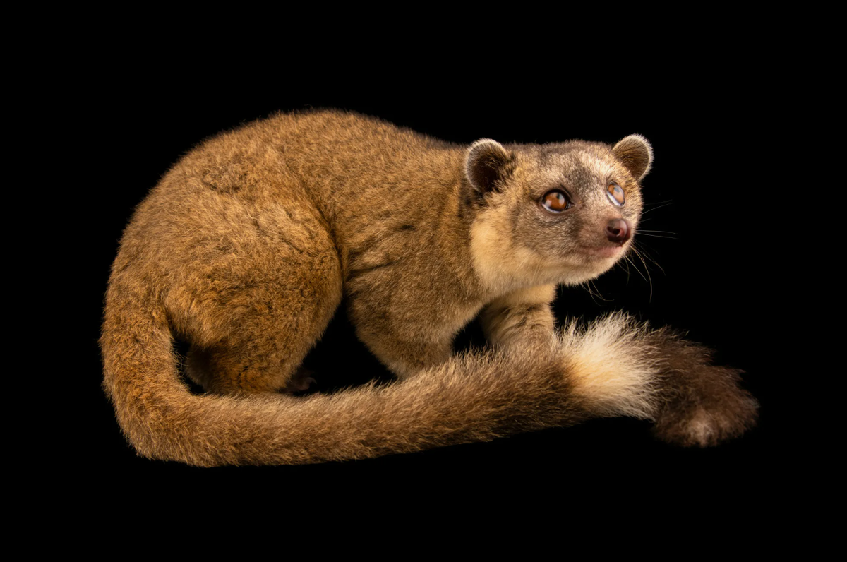 Олингито: енот, который решил стать обезьяной