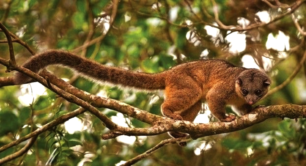 Олингито: енот, который решил стать обезьяной