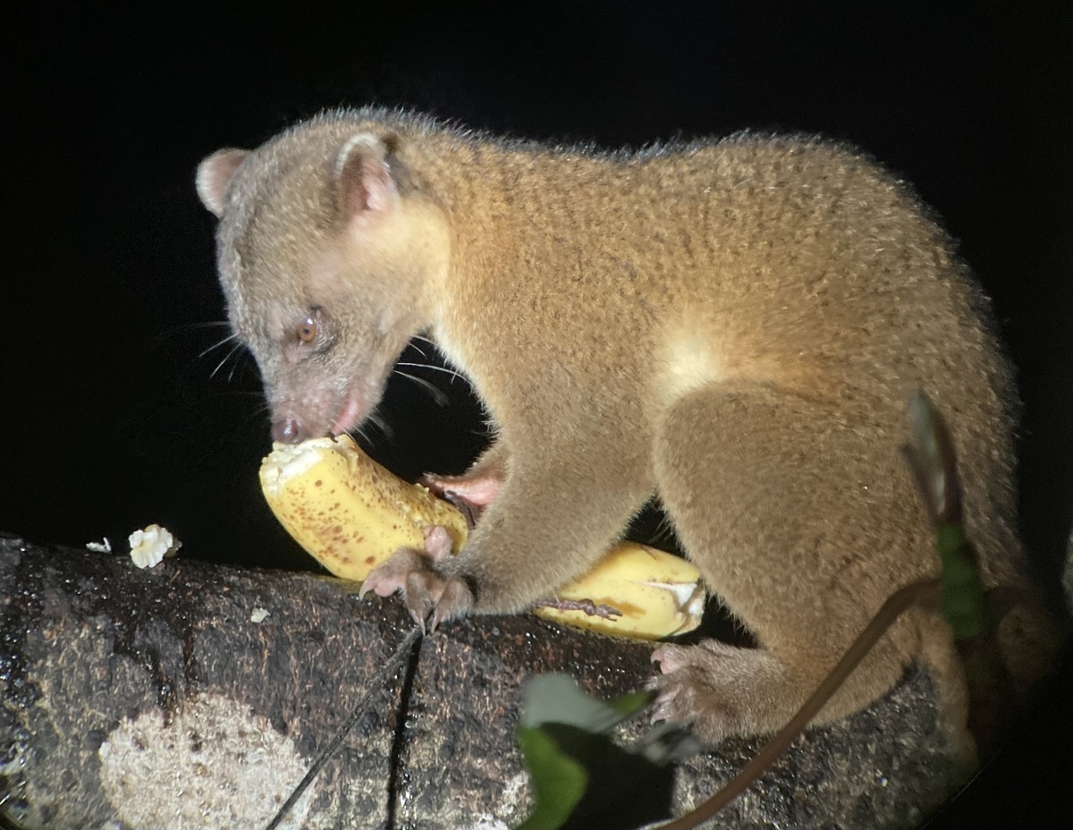 Олингито: енот, который решил стать обезьяной