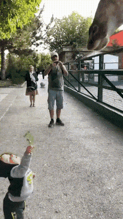 Просто гифки, всякие и&nbsp;разные