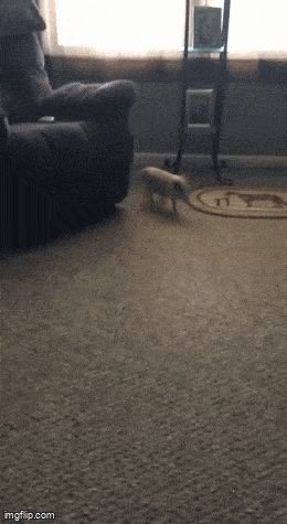 Просто гифки, всякие и&nbsp;разные