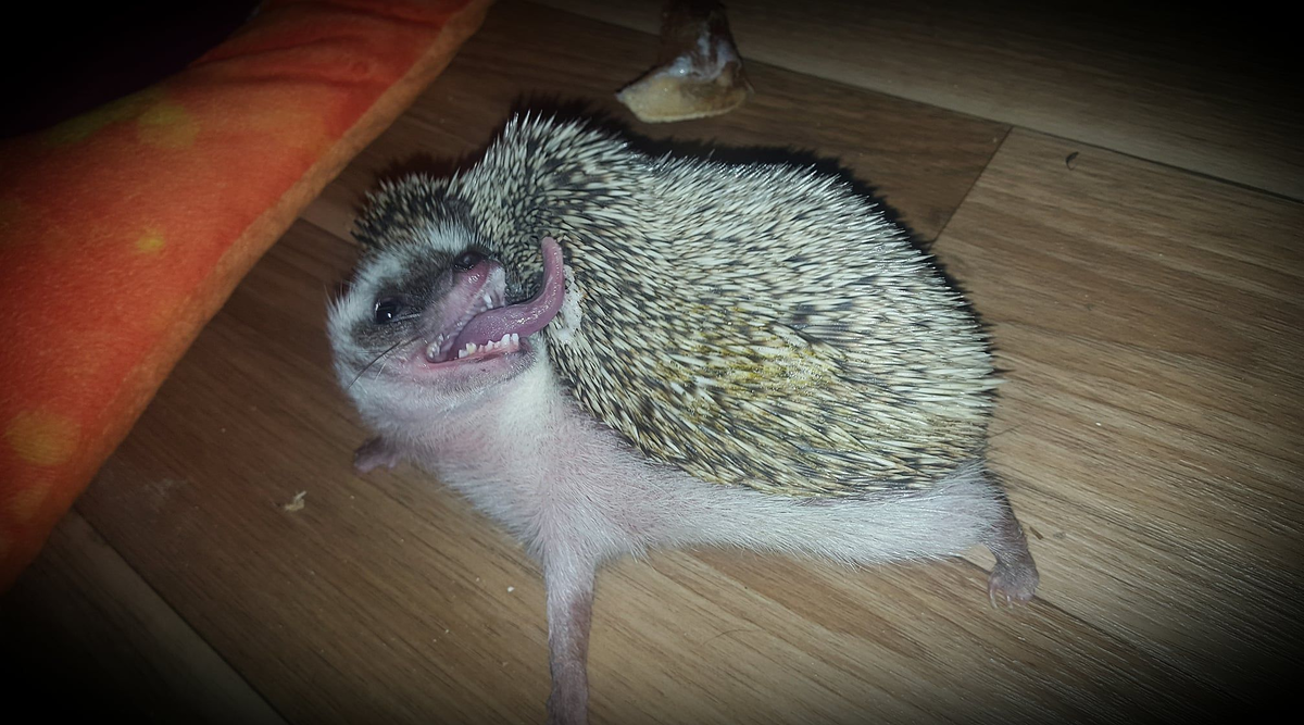 Почему сигареты, спирт и духи сводят ежей с ума?