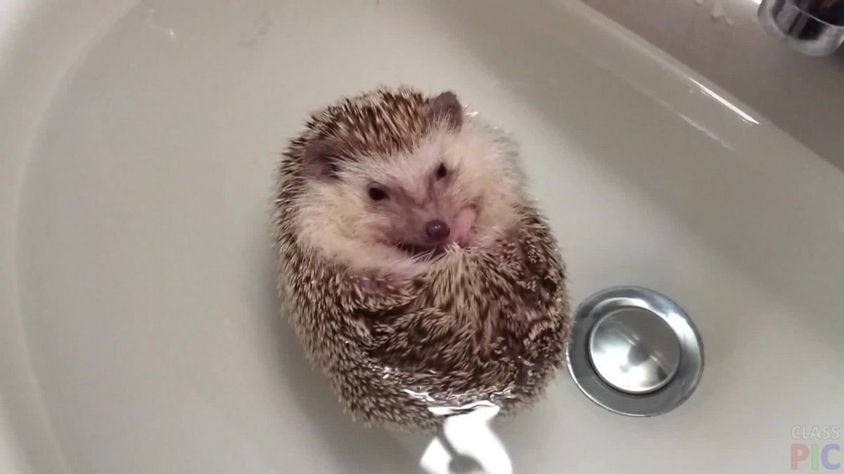 Почему сигареты, спирт и духи сводят ежей с ума?