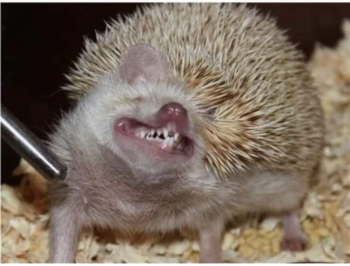 Почему сигареты, спирт и духи сводят ежей с ума?