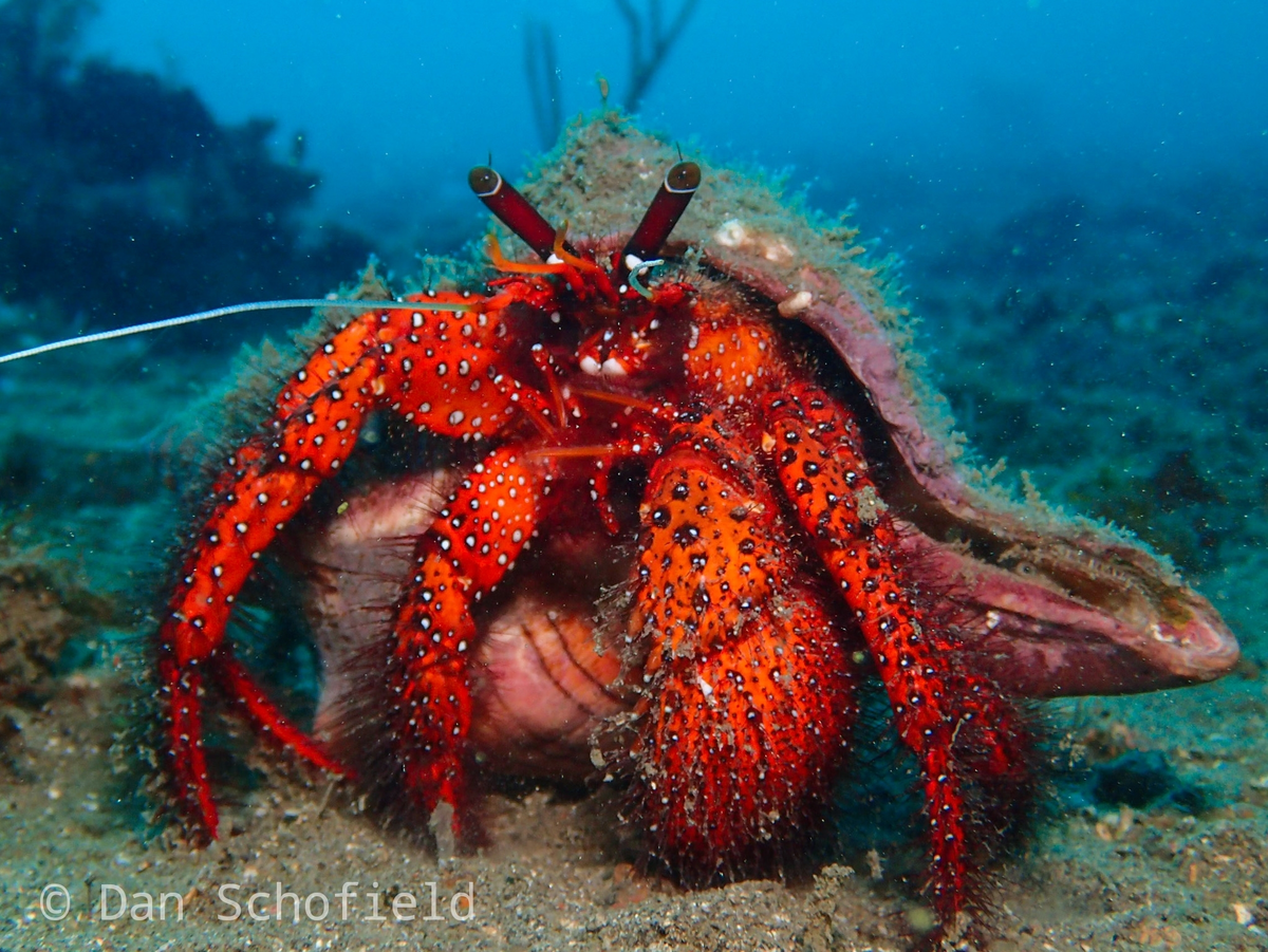 Испанский танцор: 2 кг ядовитой биомассы