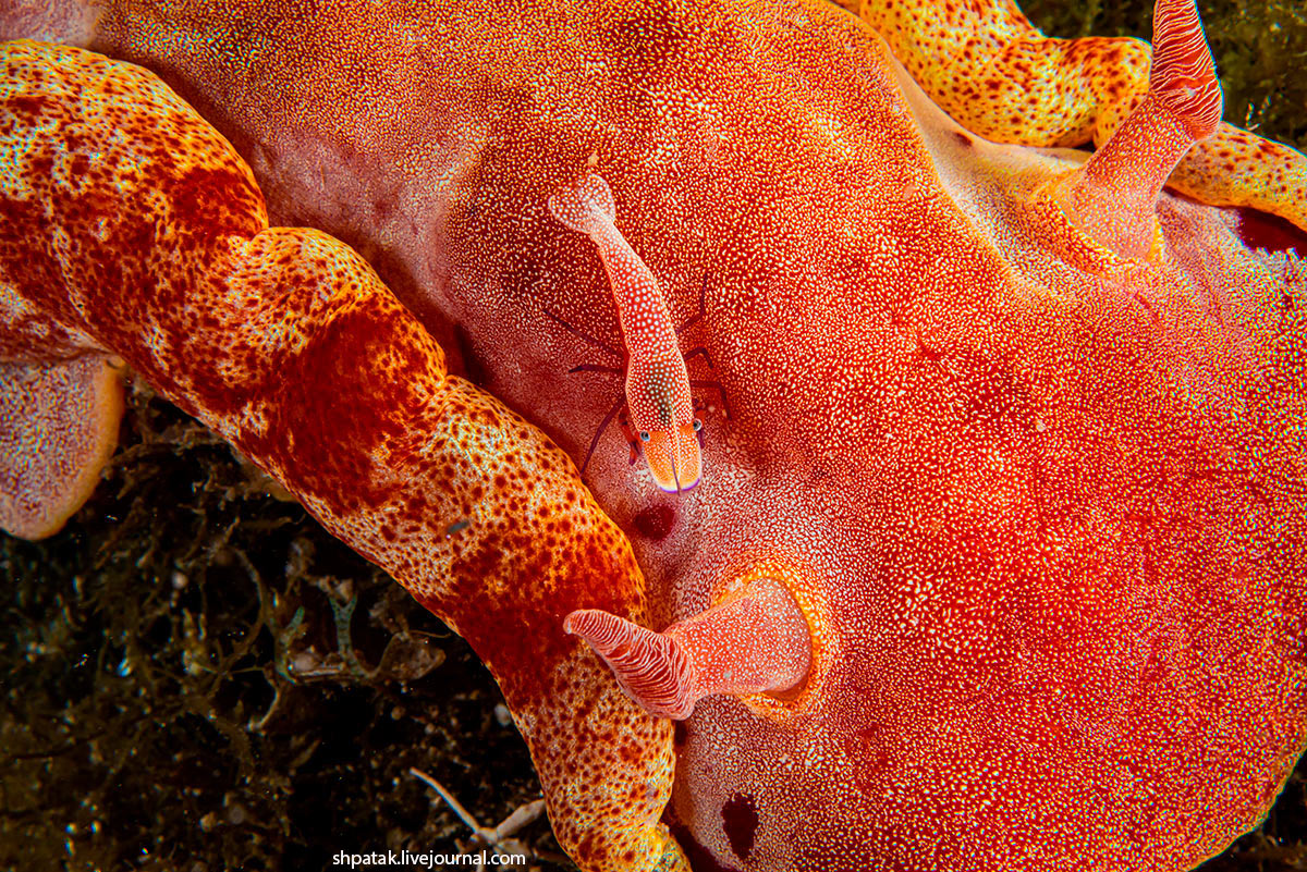 Испанский танцор: 2 кг ядовитой биомассы