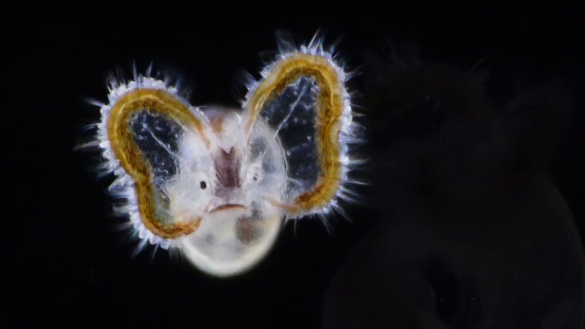 Испанский танцор: 2 кг ядовитой биомассы