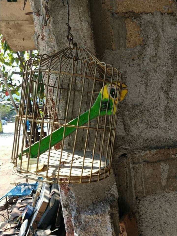 14. Свободу попугаям!