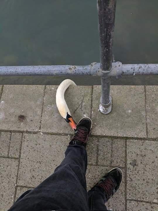 18. У вас очень аппетитные шнурки