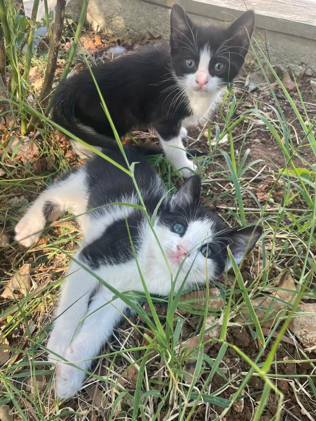 2. Весеннее котофейство