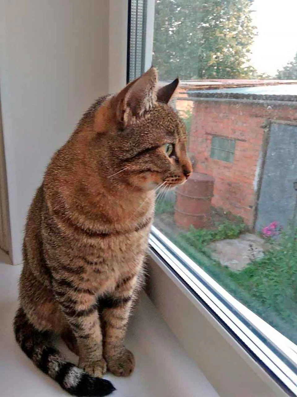 Кот-путешественник прошел 65 км, чтобы вернуться домой