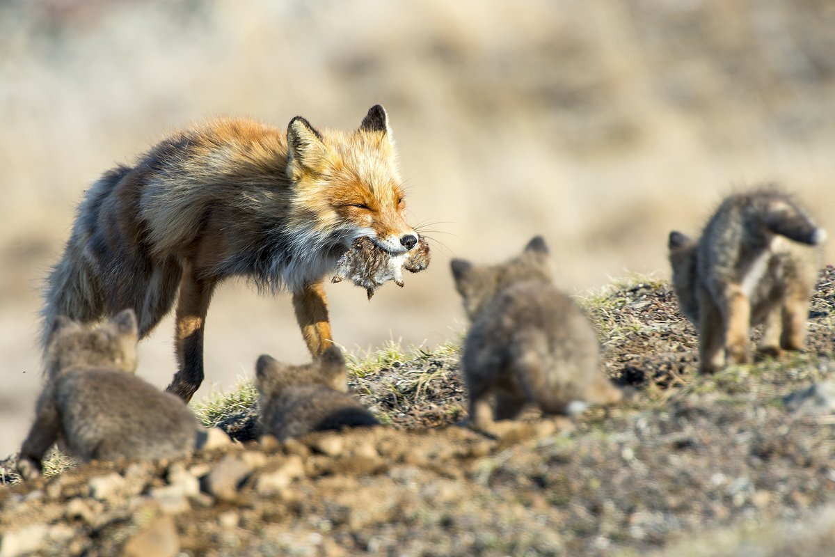 Лисьи свадьбы: как рыжие плутовки хитрят даже в брачный сезон?