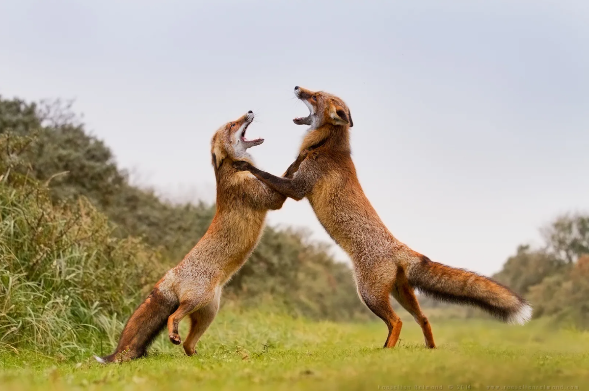 Лисьи свадьбы: как рыжие плутовки хитрят даже в брачный сезон?