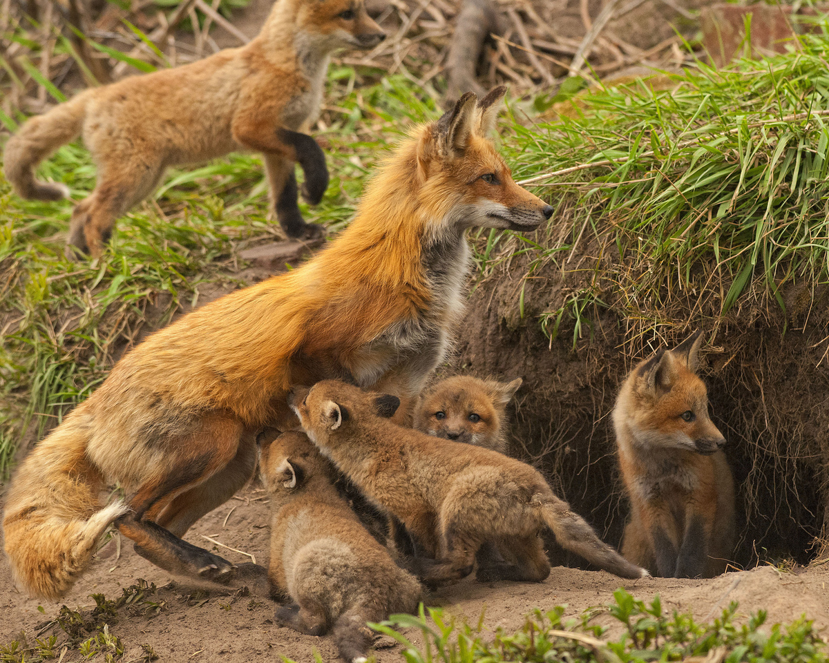 Лисьи свадьбы: как рыжие плутовки хитрят даже в брачный сезон?