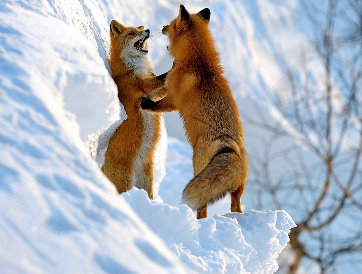 Лисьи свадьбы: как рыжие плутовки хитрят даже в брачный сезон?