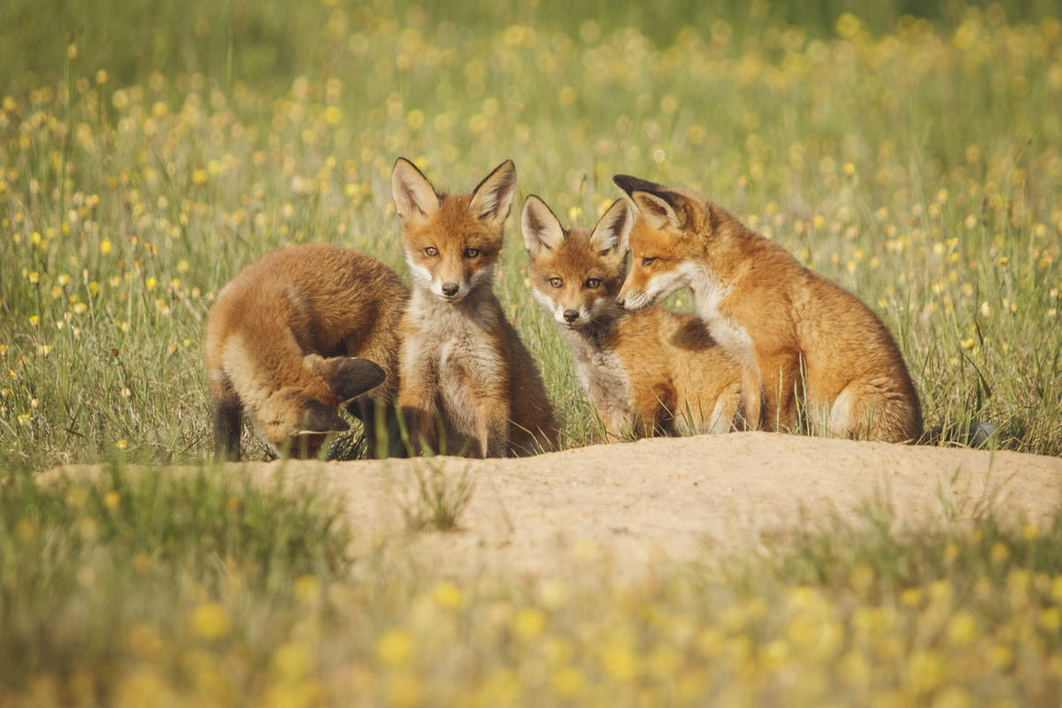 Лисьи свадьбы: как рыжие плутовки хитрят даже в брачный сезон?