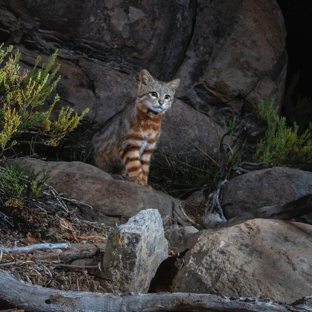 3. Осторожный симпатяга колоколо - пампасская кошка