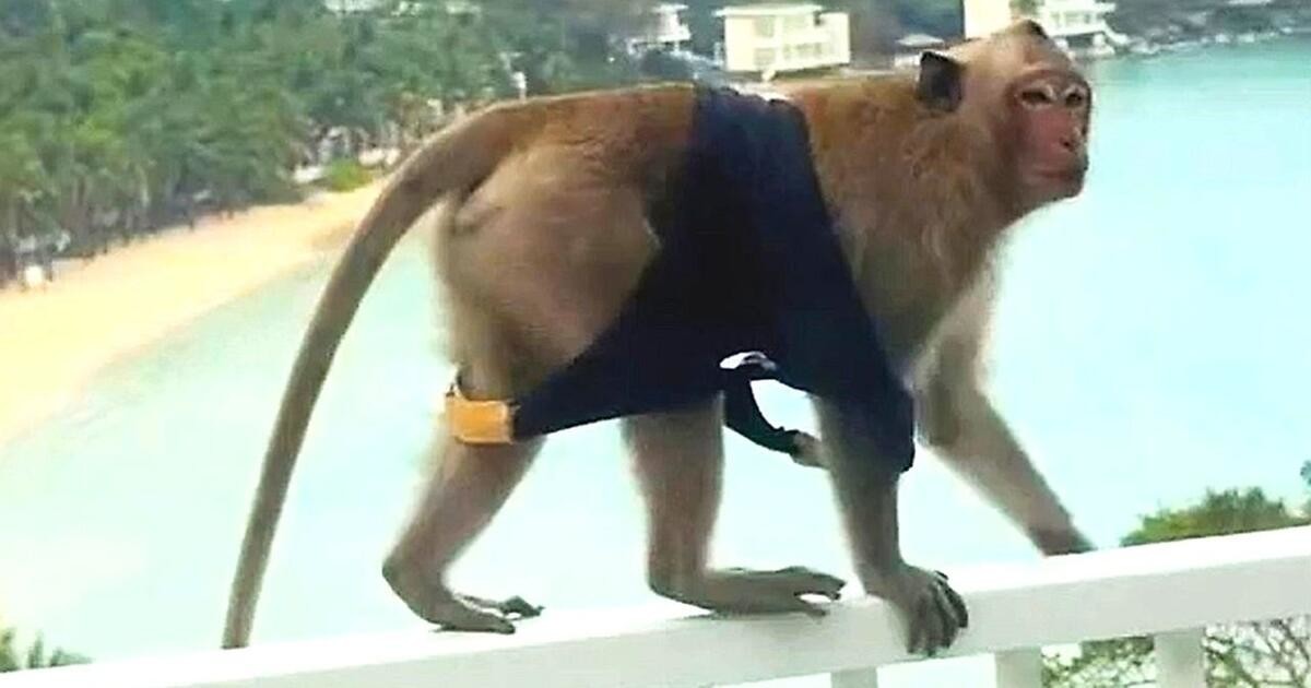 Банда обезьян устроила «модельный показ» на балконе отеля
