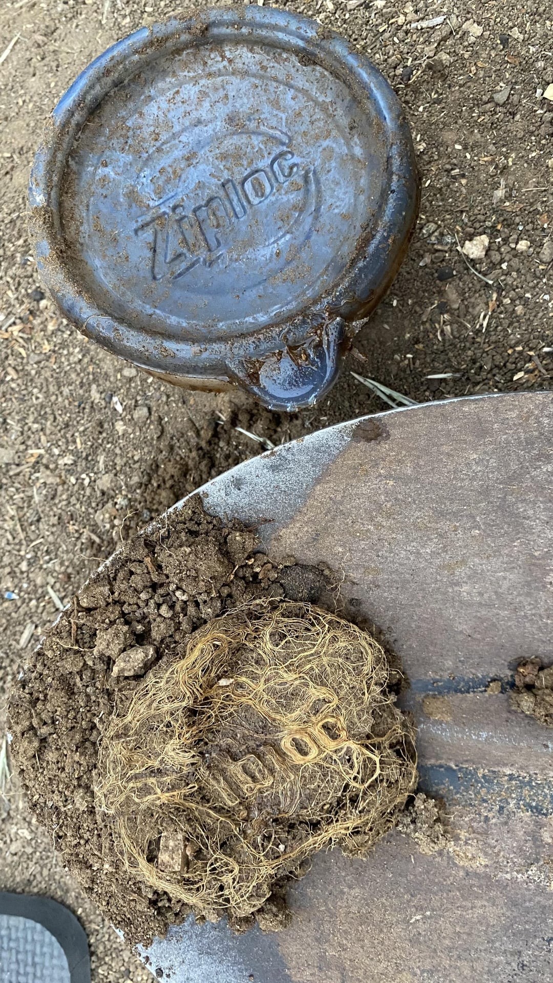 16. Корни-писатели