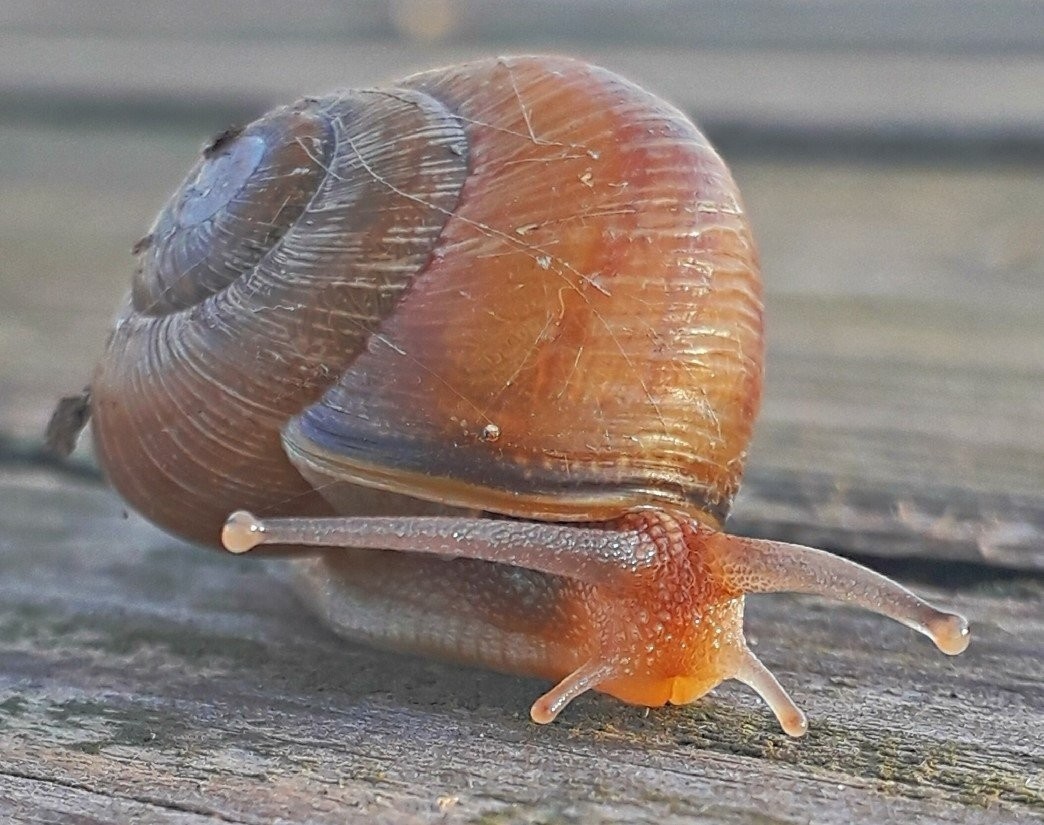 Стебельчатоглазые и сидячеглазые брюхоногие моллюски