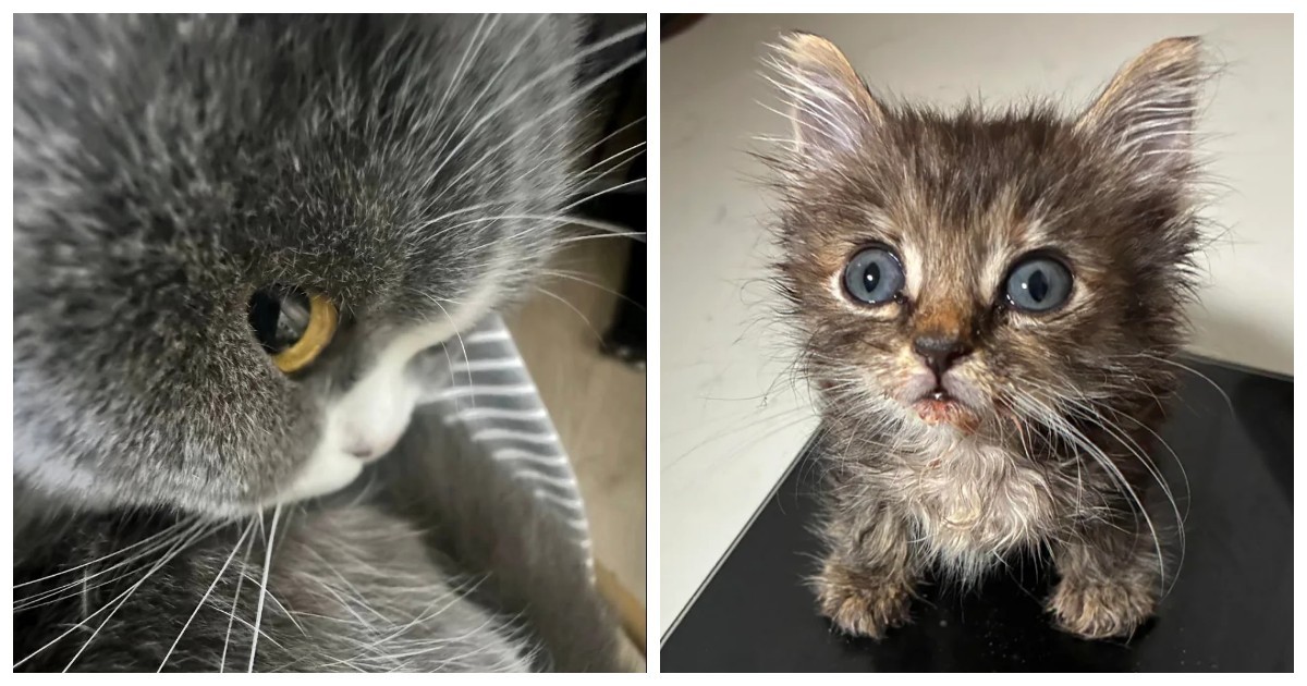 25+ пушистых мгновений радости, которые делают нашу жизнь счастливее