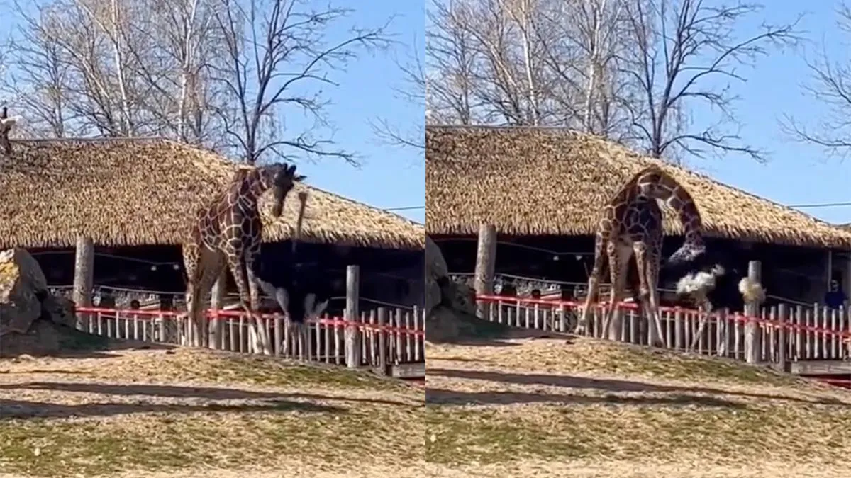 Страус и жираф устроили странное «разборки»