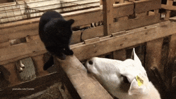 Просто гифки, всякие и&nbsp;разные