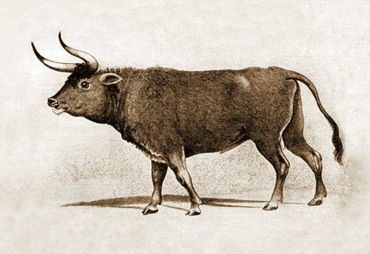 5 фактов про коров:   устраивают травлю слабых, массовое клонирование