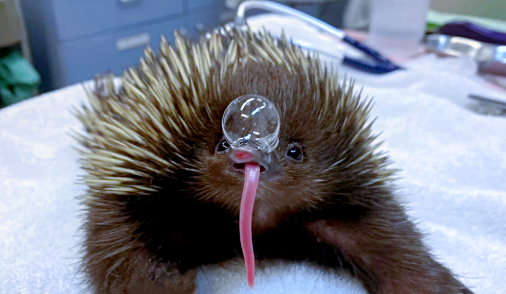 Для чего ехидна пускает из носа пузыри?
