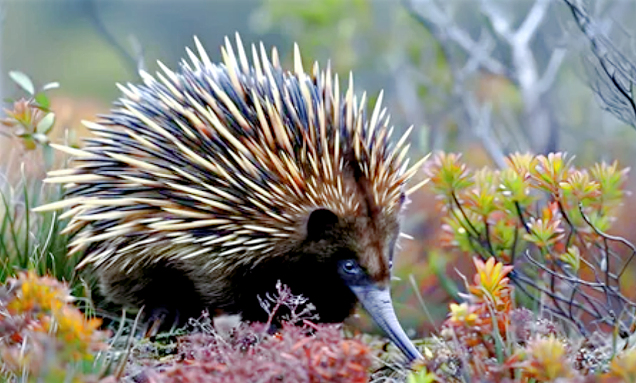 Для чего ехидна пускает из носа пузыри?