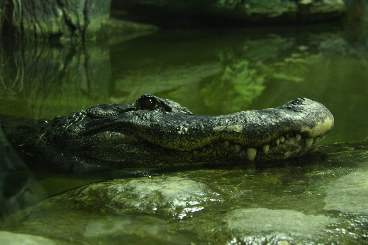 Аллигатор Гитлера: 3 года выживал на руинах Берлина, попал в СССР и обрёл славу