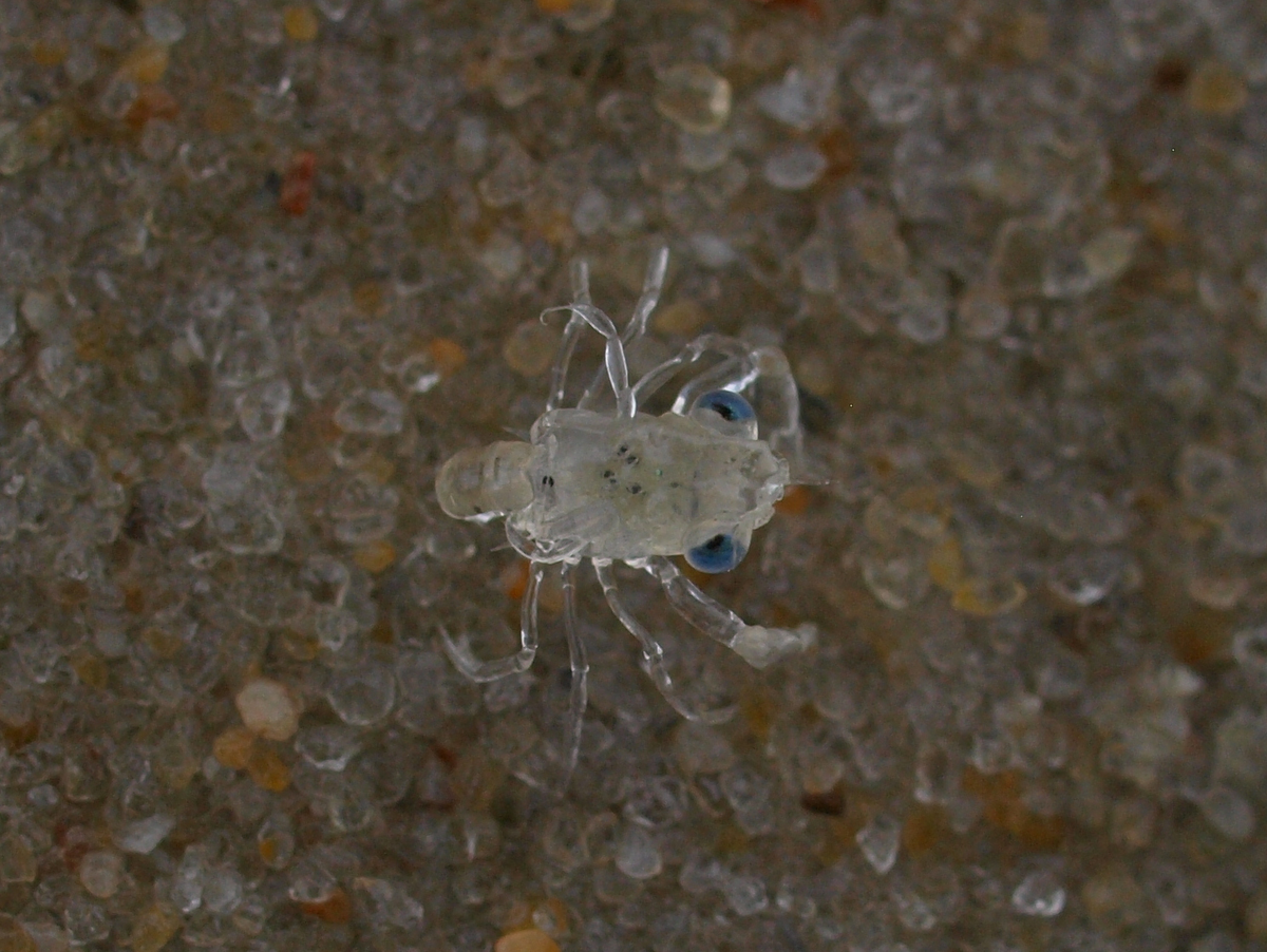 Синие крабы:  97% их смертей из-за нападений друг на друга в целях пропитания