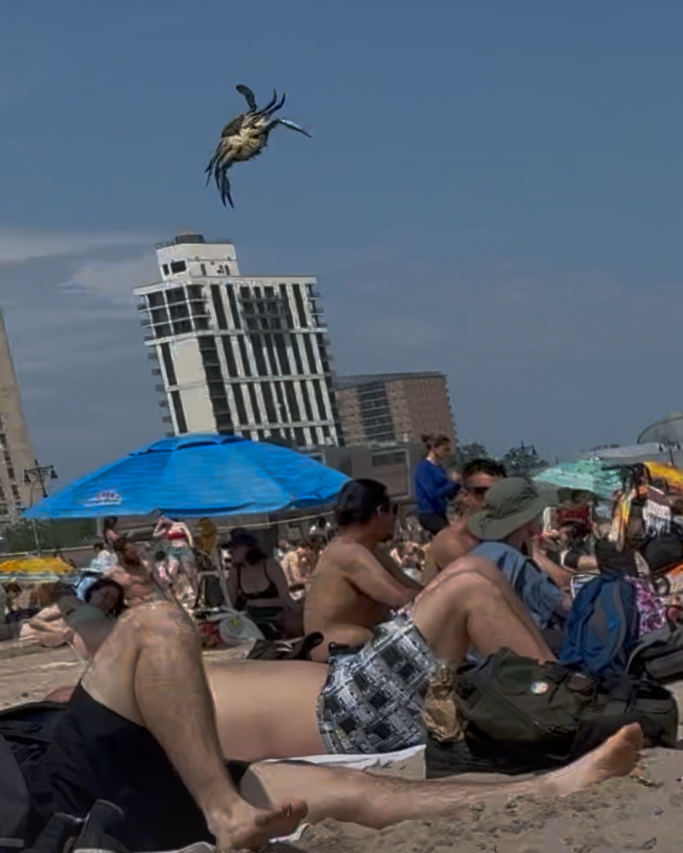 Синие крабы:  97% их смертей из-за нападений друг на друга в целях пропитания