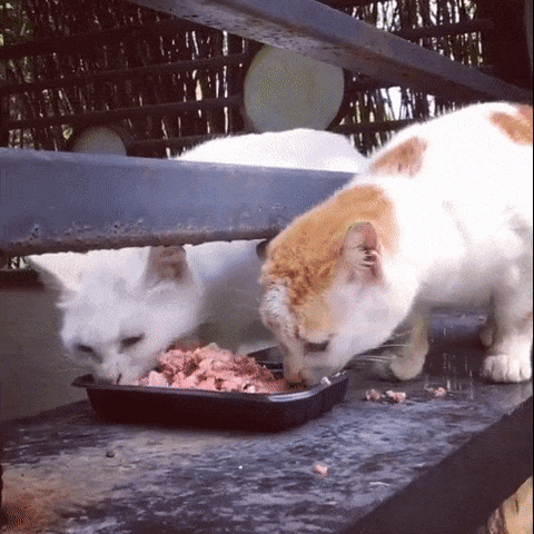 Просто гифки, всякие и&nbsp;разные