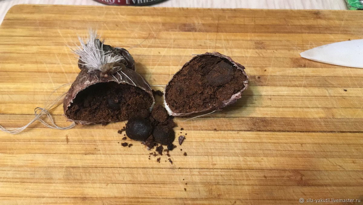 Кабарга: что это за волшебный мускус, из-за которого нехорошие люди изводят зверя?