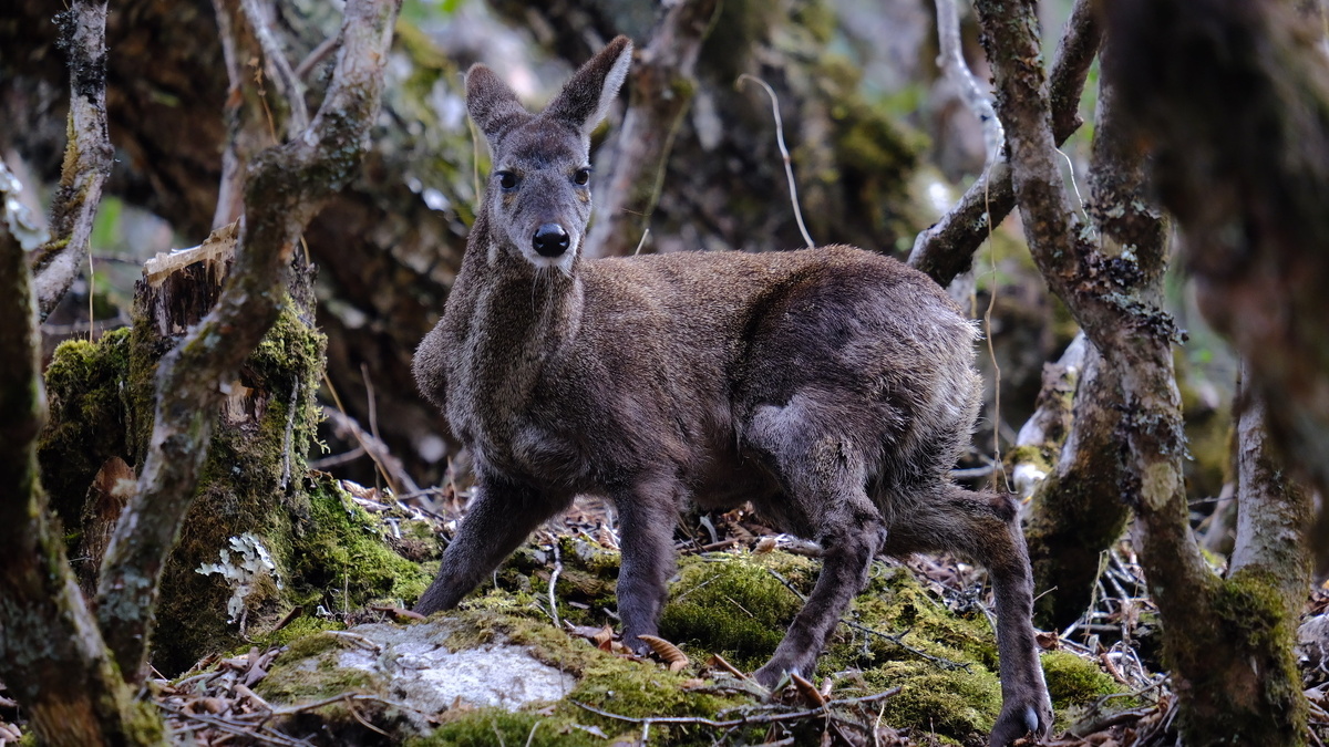 Кабарга: что это за волшебный мускус, из-за которого нехорошие люди изводят зверя?